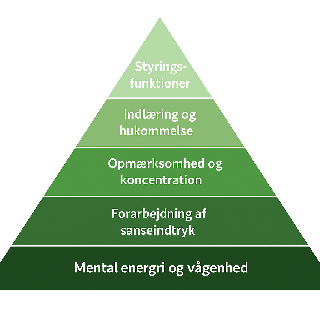 Kognitiv pyramide